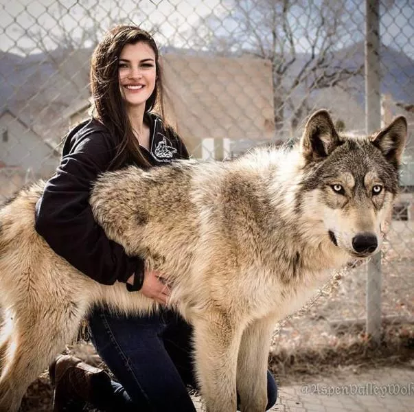 Chiens hybrides avec des loups beaute sauvage - #25 