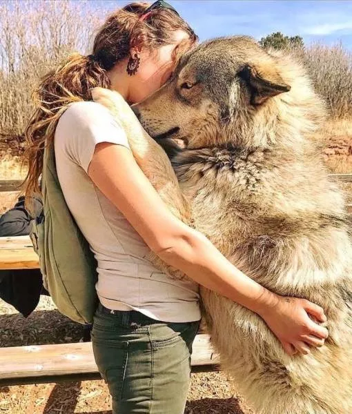 Chiens hybrides avec des loups beaute sauvage - #3 
