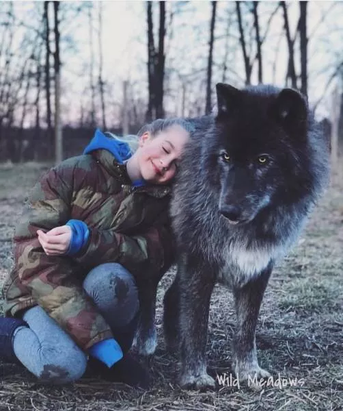 Chiens hybrides avec des loups beaute sauvage - #4 