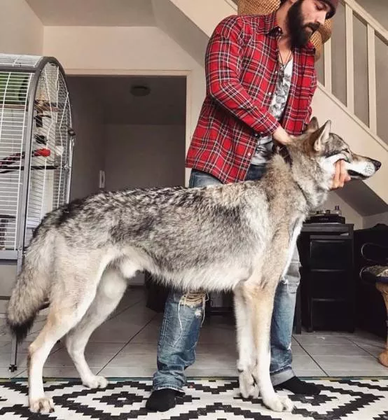 Wolf dog hybrids wild beauty - #5 