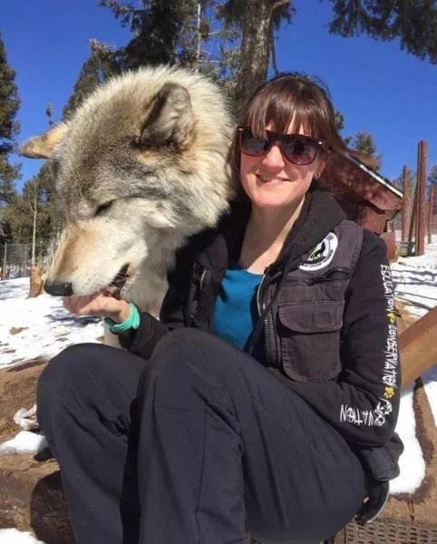 Wolf dog hybrids wild beauty - #6 