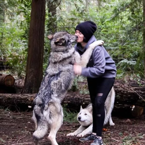 Chiens hybrides avec des loups beaute sauvage - #7 