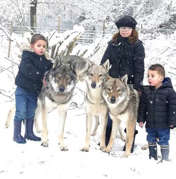 Wolf dog hybrids wild beauty - #8 
