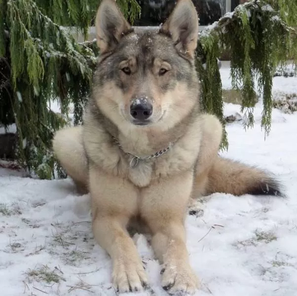 Chiens hybrides avec des loups beaute sauvage - #9 