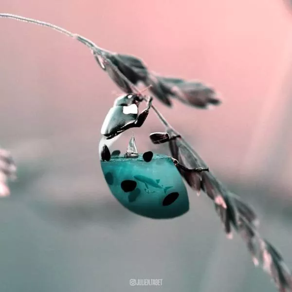 Scene danimaux irreels - #13 