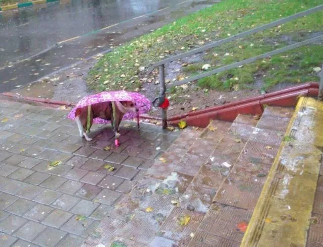 Picdump 323 - #49 
