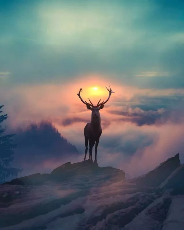 Les photos les plus populaires du web - #33 