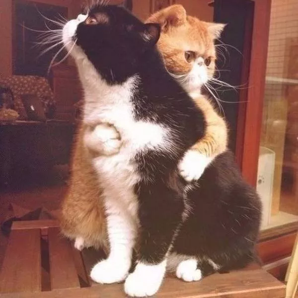 Les photos les plus populaires du web - #50 Les photos les plus populaires du web - #50