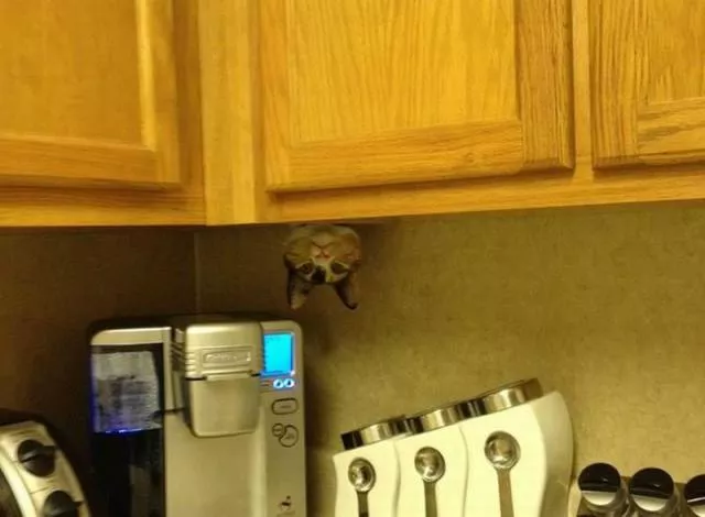 Picdump 61 - #36 