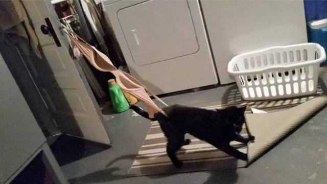 Picdump 61 - #56 