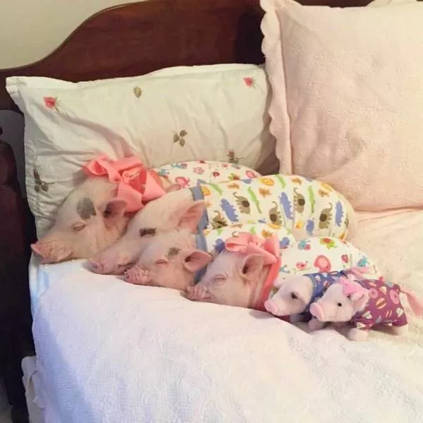 Picdump 325 - #60 