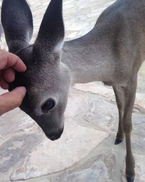 A nice compilation of humans with animals - #20 