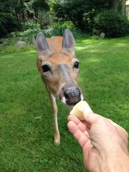 A nice compilation of humans with animals - #22 