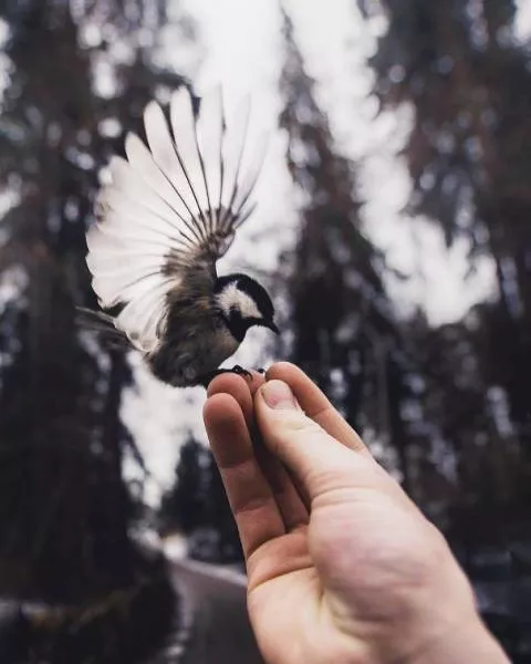 Une belle compilation dhumain avec des animaux - #38 