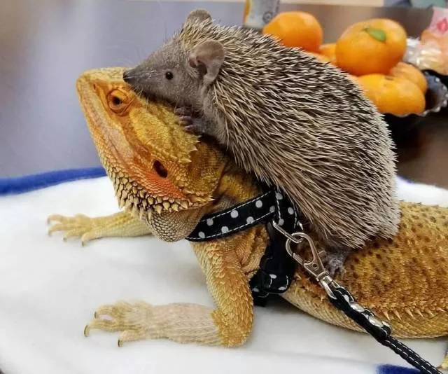Picdump 329 - #88 