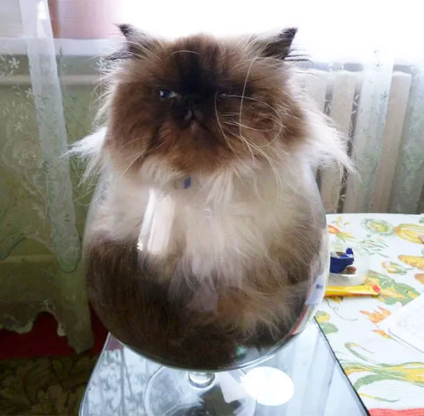 Les chats sont toujours mignons et droles - #10 