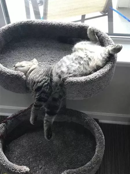 Les chats sont toujours mignons et droles - #11 