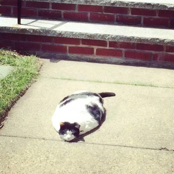 Les chats sont toujours mignons et droles - #12 