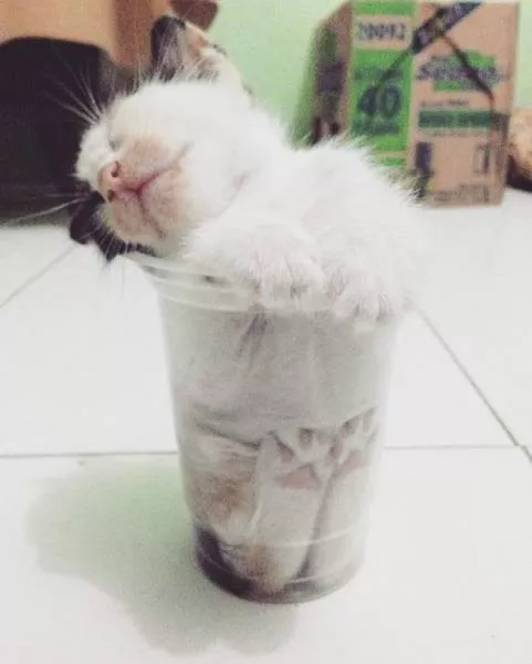 Les chats sont toujours mignons et droles - #13 