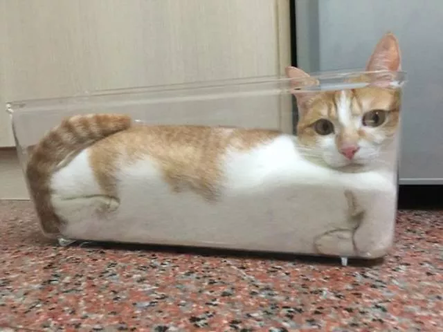 Les chats sont toujours mignons et droles - #14 