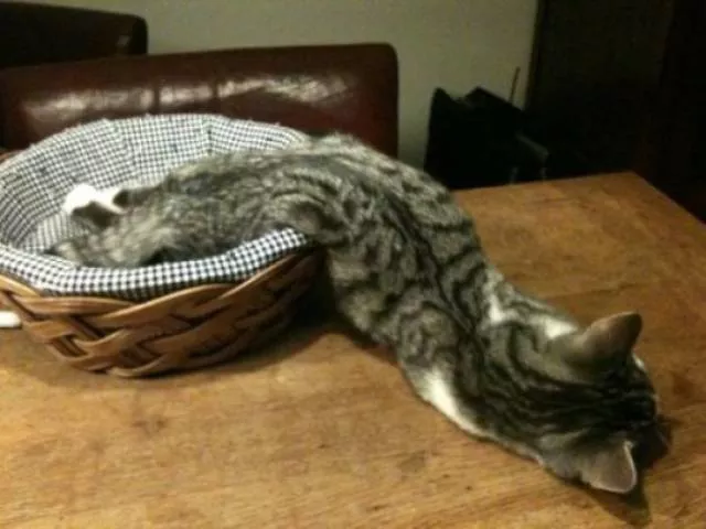 Les chats sont toujours mignons et droles - #15 