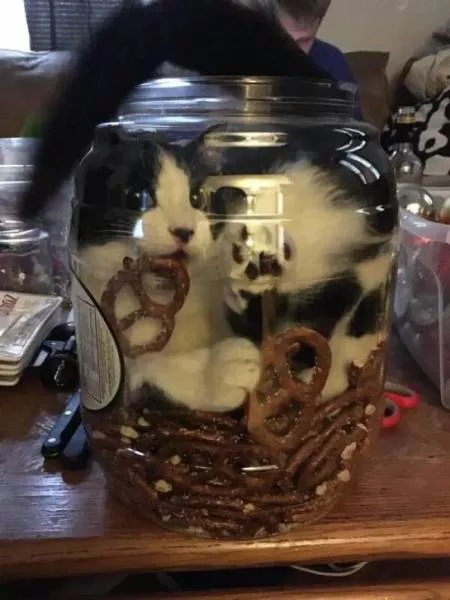 Les chats sont toujours mignons et droles - #16 