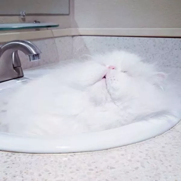 Les chats sont toujours mignons et droles - #17 