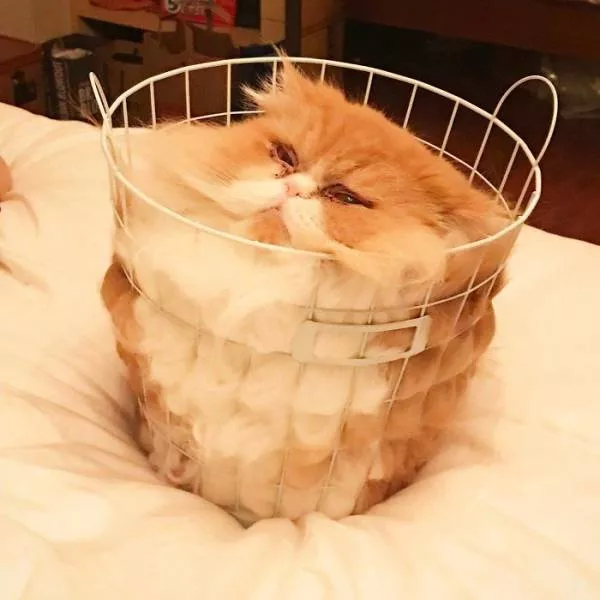 Les chats sont toujours mignons et droles - #18 