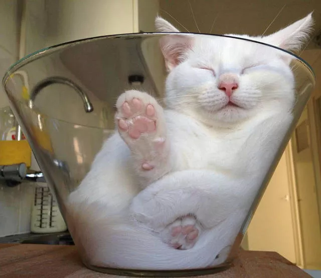 Les chats sont toujours mignons et droles - #21 