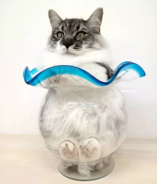 Cats are always cute and funny - #22 