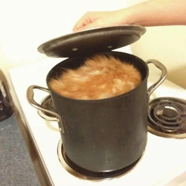 Les chats sont toujours mignons et droles - #23 