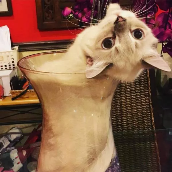 Les chats sont toujours mignons et droles - #24 