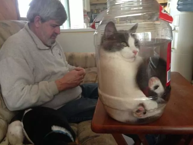 Cats are always cute and funny - #25 