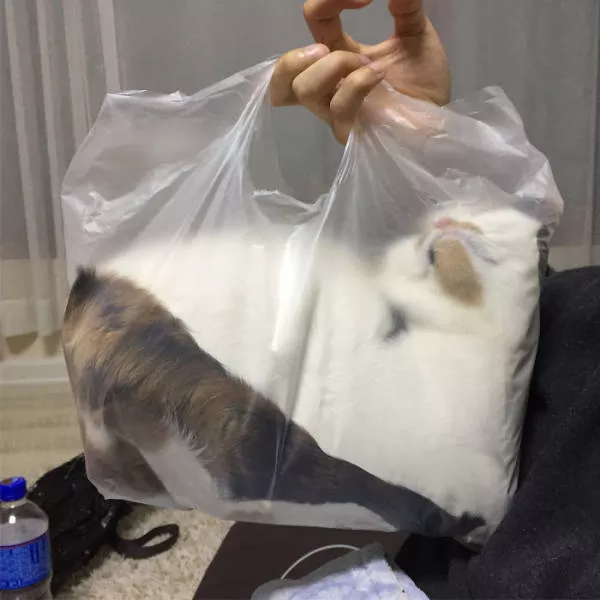 Cats are always cute and funny - #26 