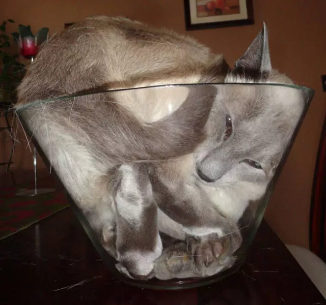 Cats are always cute and funny - #27 