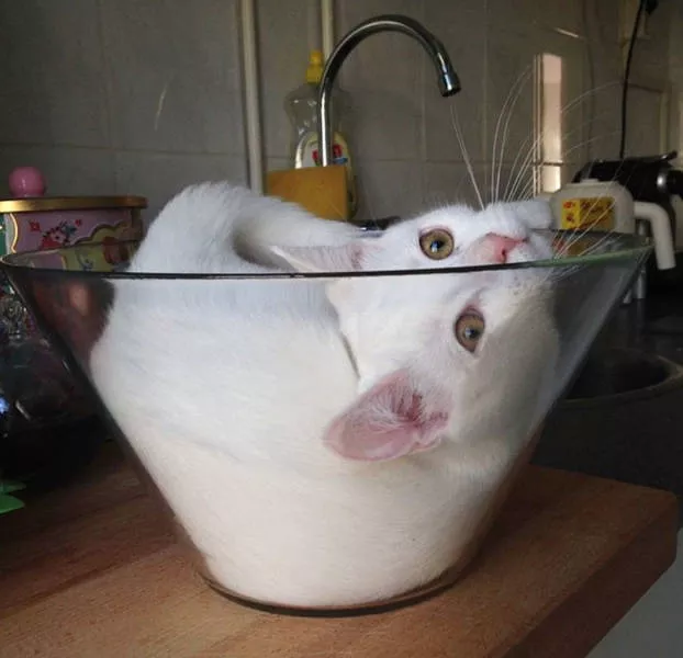 Cats are always cute and funny - #28 
