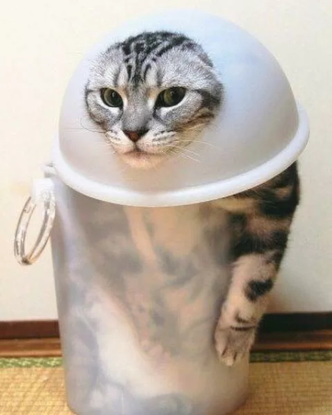 Cats are always cute and funny - #29 