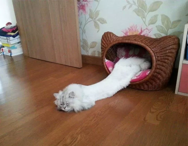 Les chats sont toujours mignons et droles