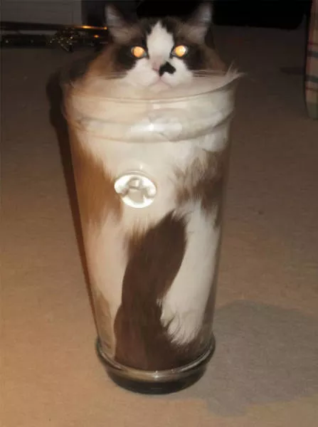 Cats are always cute and funny - #30 