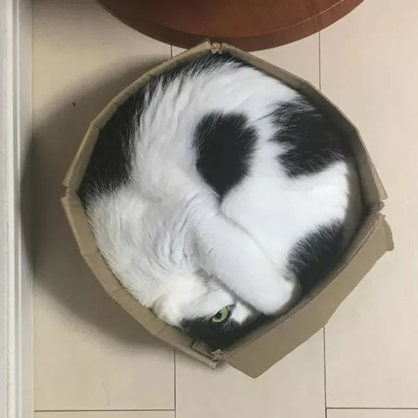 Les chats sont toujours mignons et droles - #31 