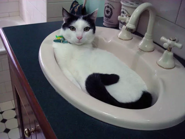 Cats are always cute and funny - #32 