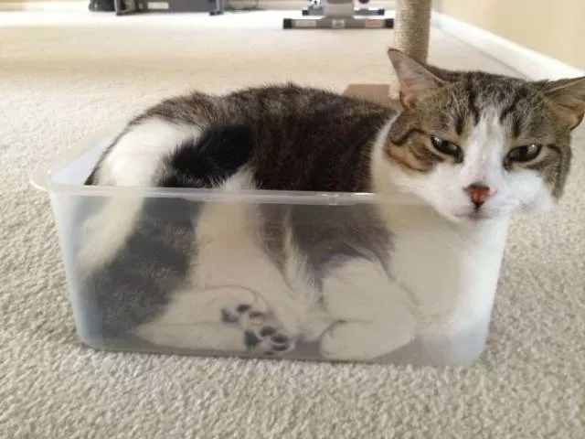 Cats are always cute and funny - #34 
