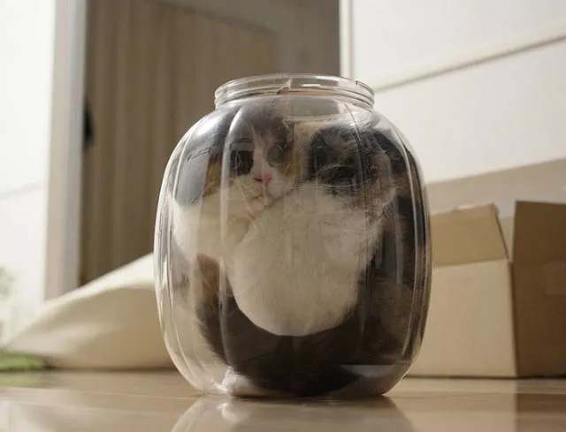 Cats are always cute and funny - #35 