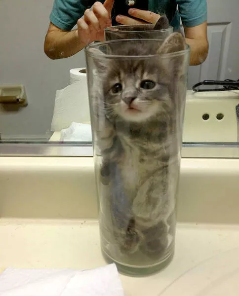 Cats are always cute and funny - #36 