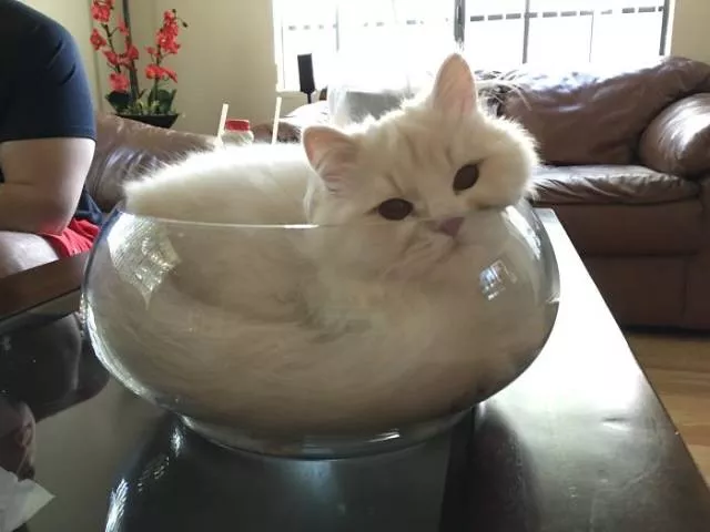 Cats are always cute and funny - #37 