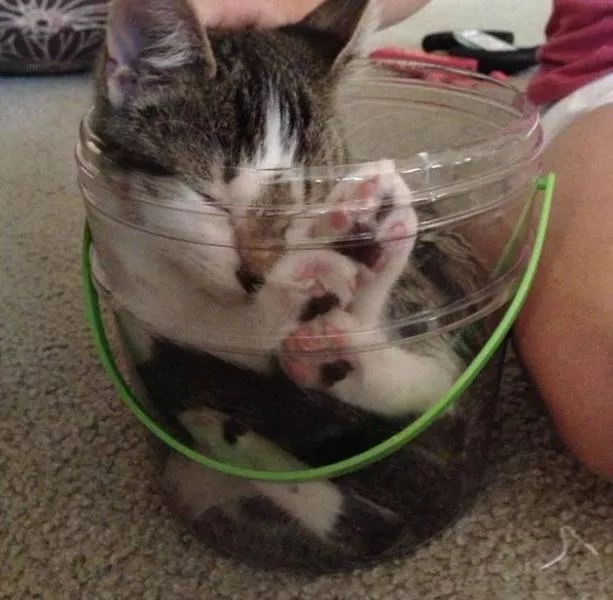 Cats are always cute and funny - #38 