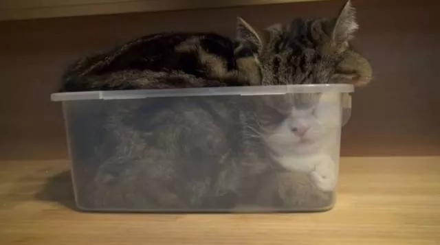 Cats are always cute and funny - #39 