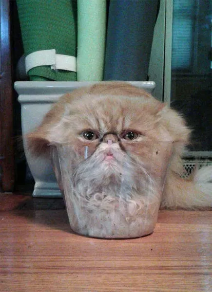 Les chats sont toujours mignons et droles - #4 