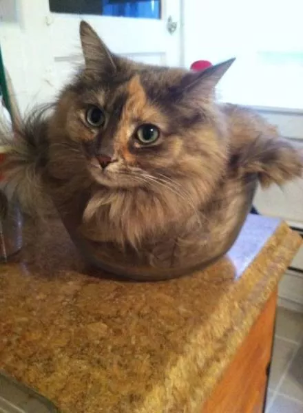 Cats are always cute and funny - #40 