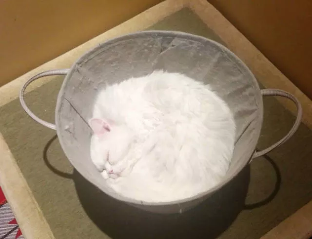 Les chats sont toujours mignons et droles - #5 